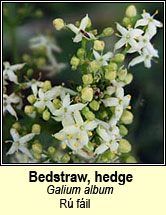 bedstraw,hedge (r fil)