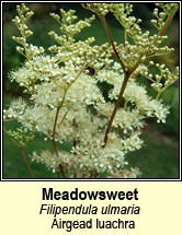 meadowsweet (airgead luachra)