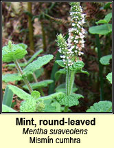 mint,round-leaved (mismn cumhra)