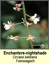 enchanters-nightshade (fuinseagal)