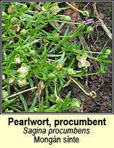 pearlwort,procumbent (mongn snte)