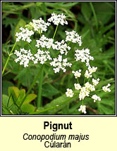 pignut (clarn)