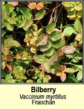 bilberry (fraochán)