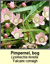 pimpernel,bog (falcaire corraigh)