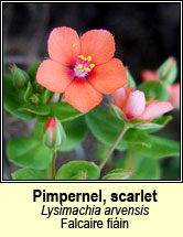 pimpernel,scarlet (falcaire fiin)