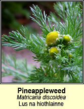 pineappleweed (lus na hiothlainne)
