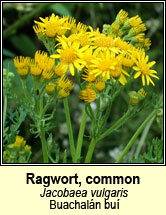 ragwort (buachln bu)