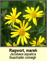 ragwort,marsh (samhadh corraigh)