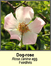 rose,dog (feirdhris)