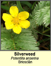 silverweed (briosclán)