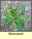 silverweed (briosclán)