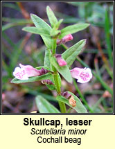 skullcap,lesser (cochall beag)