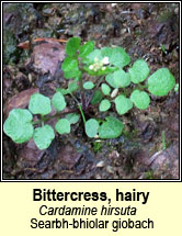 bittercress,hairy (searbh-bhiolar giobach)