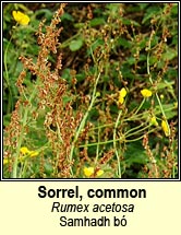 sorrel,common (Samhadh bó)