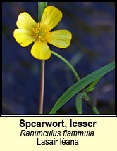 spearwort,lesser (lasair lana)