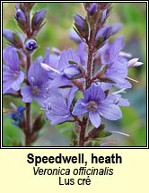 speedwell,heath (lus cr)