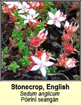 stonecrop,english (Póiríní seangán)