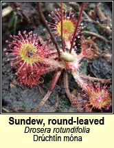 sundew,round-leaved (drichtn na mna)