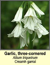 three-cornered garlic (creamh garraí)
