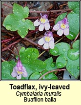 toadflax,ivy-leaved (buaflon balla)