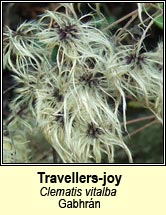 travellers-joy (gabhrán)
