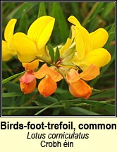 birds-foot-trefoil,common (crobh éin)