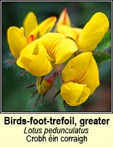 birds-foot-trefoil,greater (crobh in corraigh)