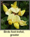 birds-foot-trefoil,greater (crobh éin corraigh)