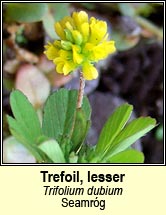 trefoil,lesser (seamróg)
