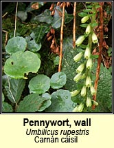 pennywort,wall (carnn caisil)