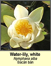water-lily,white (bacán bán)