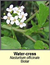water-cress (biolar)