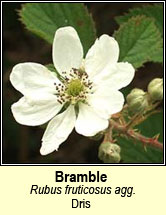 brambles (dris)