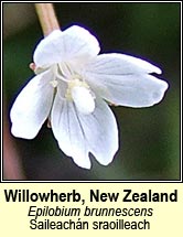 willowherb,new zealand (saileachn sraoilleach)