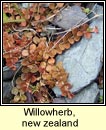 willowherb,new zealand (saileachán sraoilleach)