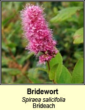 bridewort (brídeach)