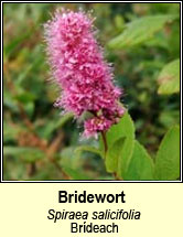 bridewort (brdeach)