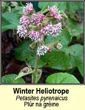 winter heliotrope (plr na grinne)