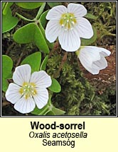 wood-sorrel (seamsóg)