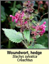 woundwort,hedge (crachtlus)