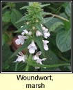 woundwort,marsh (cabhsadán)