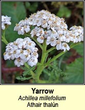 yarrow (athair thaln)