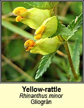 yellow rattle (gliográn)