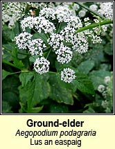 ground elder (lus an easpaig)