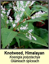 knotweed,himalayan (glúineach spiceach)