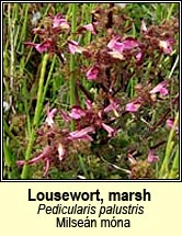 lousewort,marsh (milsen mna)