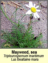 mayweed,sea (Lus Bealtaine mara)
