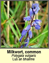 milkwort,common (lus an bhainne)