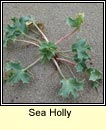 sea holly (cuileann trá)