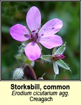 storksbill,common (creagach)